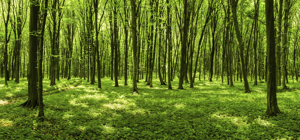 la forêt un enjeu